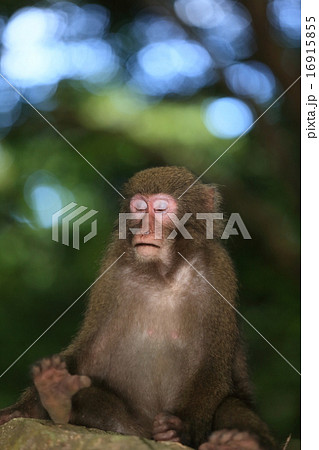 屋久猿　27-3 16915855