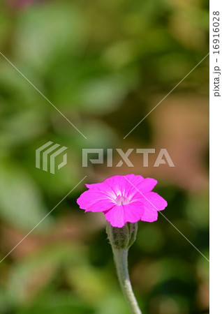 スイセンノウ（酔仙翁） 16916028