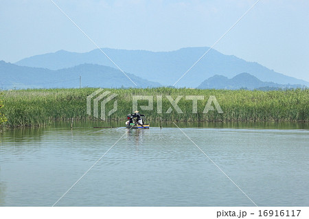 水郷巡り 水郷巡り 16916117