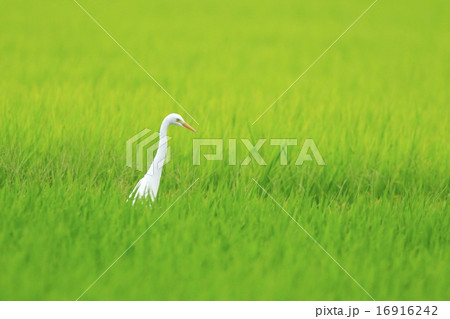 青田にサギ 16916242