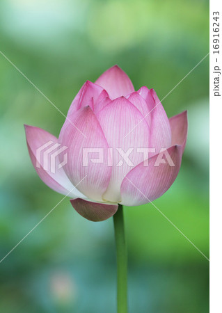 opening pink lotus in hot summer in opening pink lotus in hot summer in 16916243