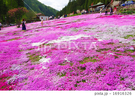 芝桜 16916326