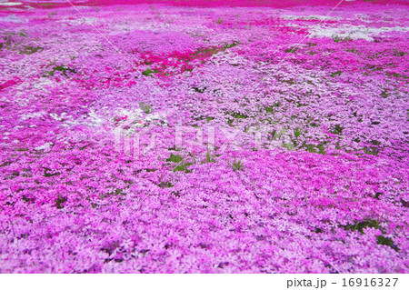 芝桜 16916327