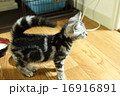 あっちにゃ 16916891