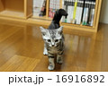 猫　アメリカンショートヘア 16916892