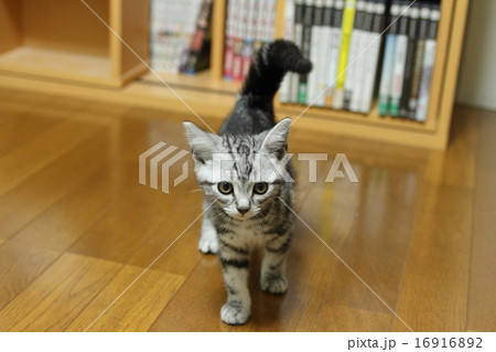 猫　アメリカンショートヘア 16916892
