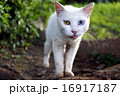 オッドアイの白猫 16917187