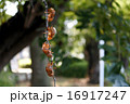 ぶら下がる蝉の抜け殻 16917247