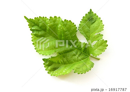 桑の葉 16917787