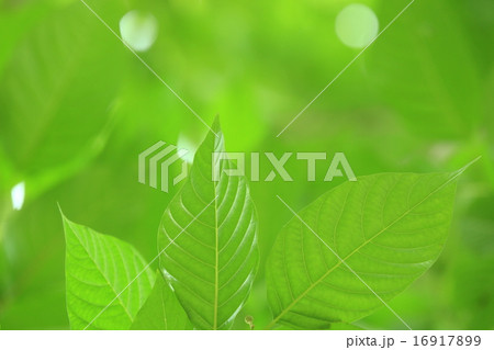喜樹の葉 喜樹の葉 16917899