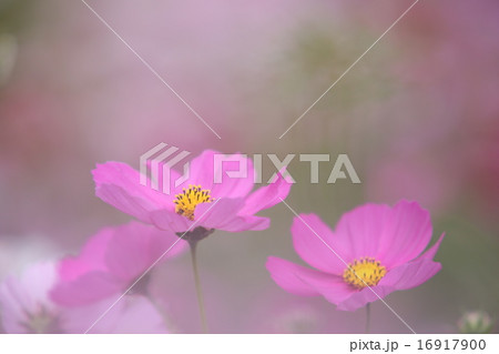 コスモス 16917900