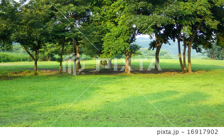 公園　芝生と樹木 16917902