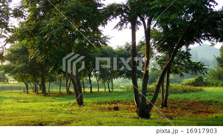 公園　樹木 16917903