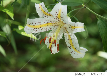 ヤマユリ ヤマユリ 16917949