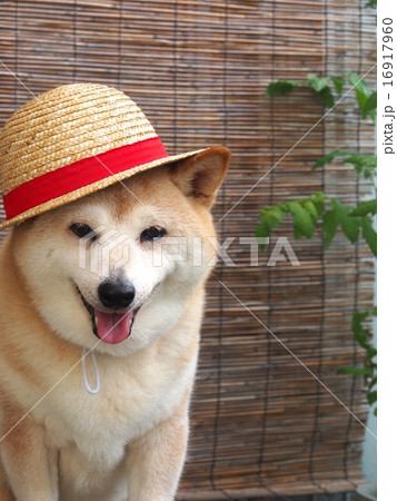 麦わら帽子を被って笑顔の柴犬 16917960