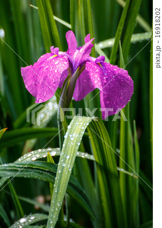 花菖蒲 花菖蒲 16918202