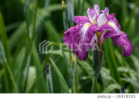 花菖蒲 花菖蒲 16918203