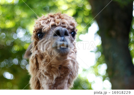 リャマのポートレート 16918229
