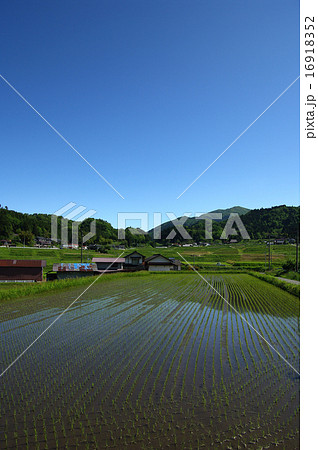 田園風景　快晴　田植え後　福田頭 16918352