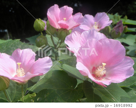 フヨウのピンクの花 16918992