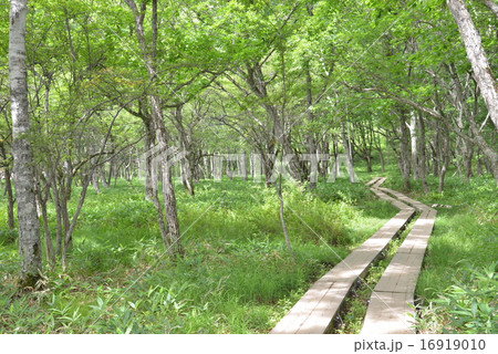 日光戦場ヶ原木道 16919010