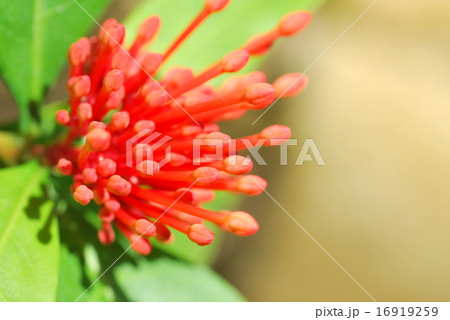 サンタンカの蕾 サンタンカの蕾 16919259