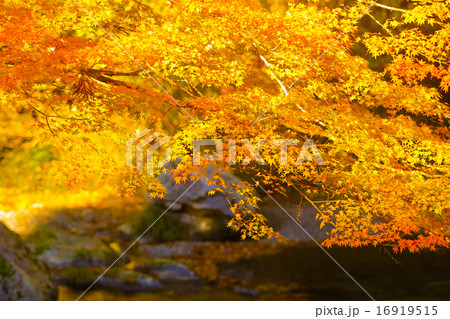 渓流・秋 16919515