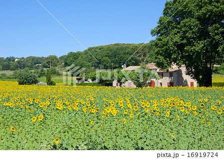ひまわり畑のある風景 プロヴァンス地方 フランス の写真素材