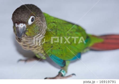 ホオミドリアカオウロコインコ 16919791