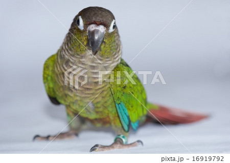 ホオミドリアカオウロコインコ ホオミドリアカオウロコインコ 16919792