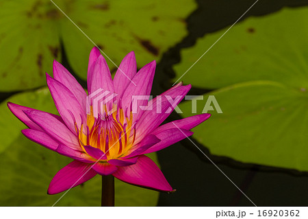Purple lotus 16920362