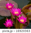 Pink Lotus flowers in Thailand. 16920363
