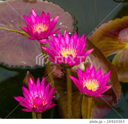 Pink Lotus flowers in Thailand. 16920363