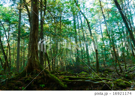 樹海 16921174