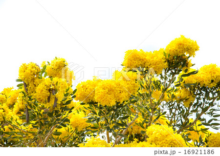 Silver trumpet tree Silver trumpet tree 16921186