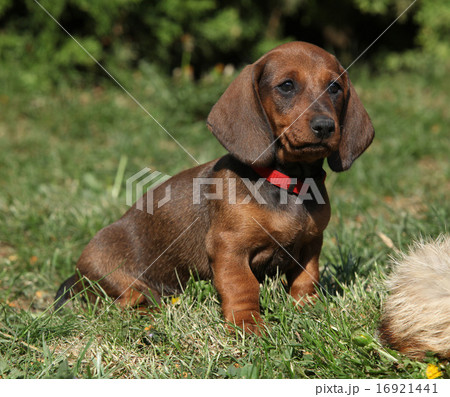 Adorable Dachshund puppy sitting in the garden Adorable Dachshund puppy sitting in the garden 16921441