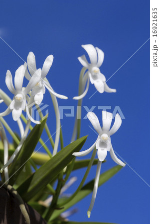 ふうらん 16921635