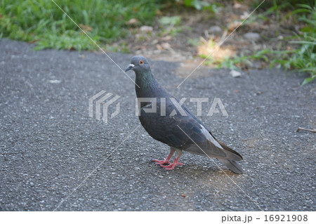 こちらに気付いた鳩 16921908