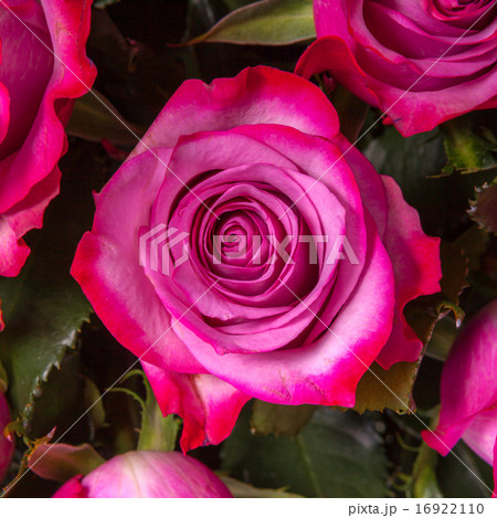 magenta petal rose flower 16922110