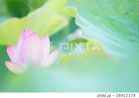 ハスの花 16922178