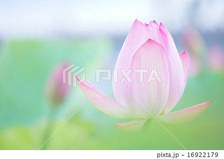 ハスの花 ハスの花 16922179