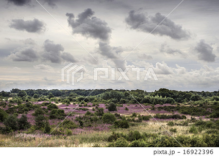 Wild Countryside Wild Countryside 16922396