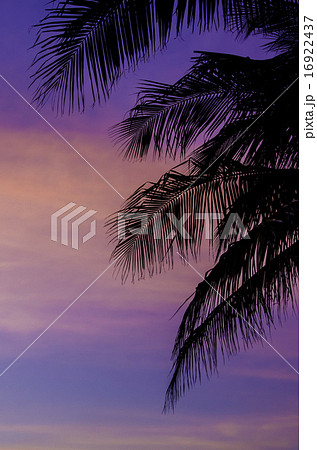 Silhouette of coconut trees with twilight sky  16922437