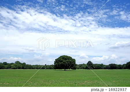 昭和記念公園のみんなの原っぱ 16922937