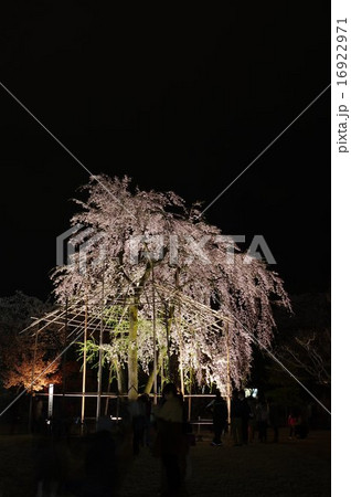 信州 国宝松本城 加藤清正の駒つなぎの桜の夜桜風景 信州 国宝松本城 加藤清正の駒つなぎの桜の夜桜風景 16922971