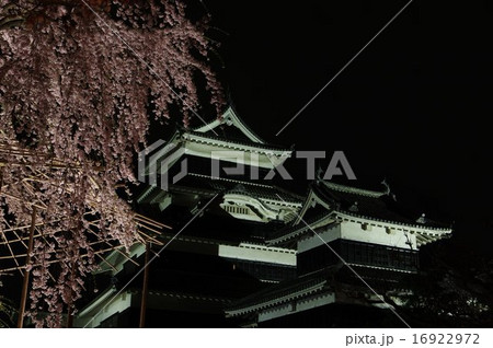 信州 国宝松本城 加藤清正の駒つなぎの桜の夜桜風景 信州 国宝松本城 加藤清正の駒つなぎの桜の夜桜風景 16922972