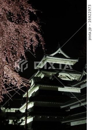信州 国宝松本城 加藤清正の駒つなぎの桜の夜桜風景 信州 国宝松本城 加藤清正の駒つなぎの桜の夜桜風景 16922973