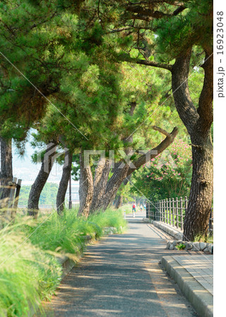 芦屋 松風通り 16923048