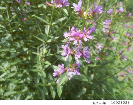紅紫色6弁の小さい花はお盆の頃咲くミソハギの花の写真素材