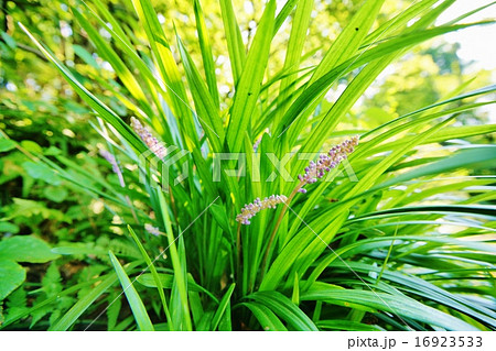 ヤブラン 16923533